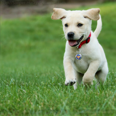 petit chien