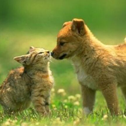 animaux